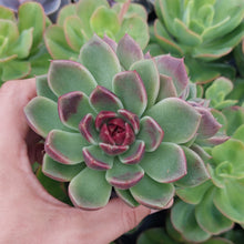 Load image into Gallery viewer, Echeveria Black Rose