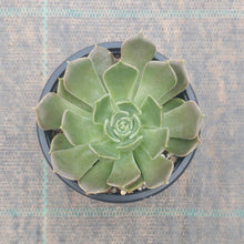 Load image into Gallery viewer, Echeveria Brown Rose