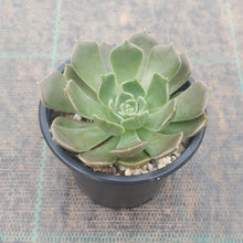 Load image into Gallery viewer, Echeveria Brown Rose