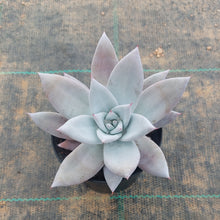 Load image into Gallery viewer, Echeveria Mexican Giant