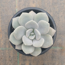 Load image into Gallery viewer, Graptoveria Margaret Rose