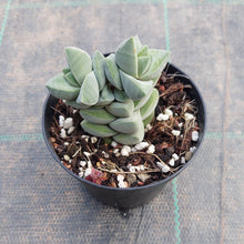 Load image into Gallery viewer, Crassula Moonglow