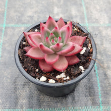 Load image into Gallery viewer, Echeveria agavoides Frank Reneilt