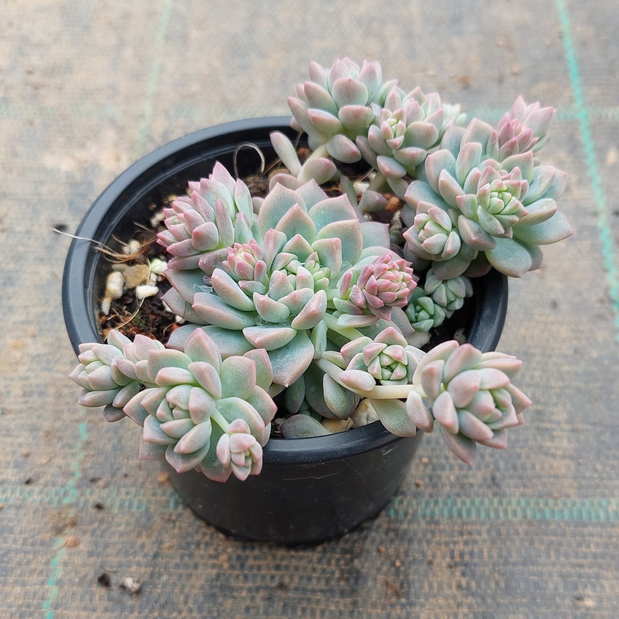 mick succulents Echeveria prolifica – Mick's Succulents