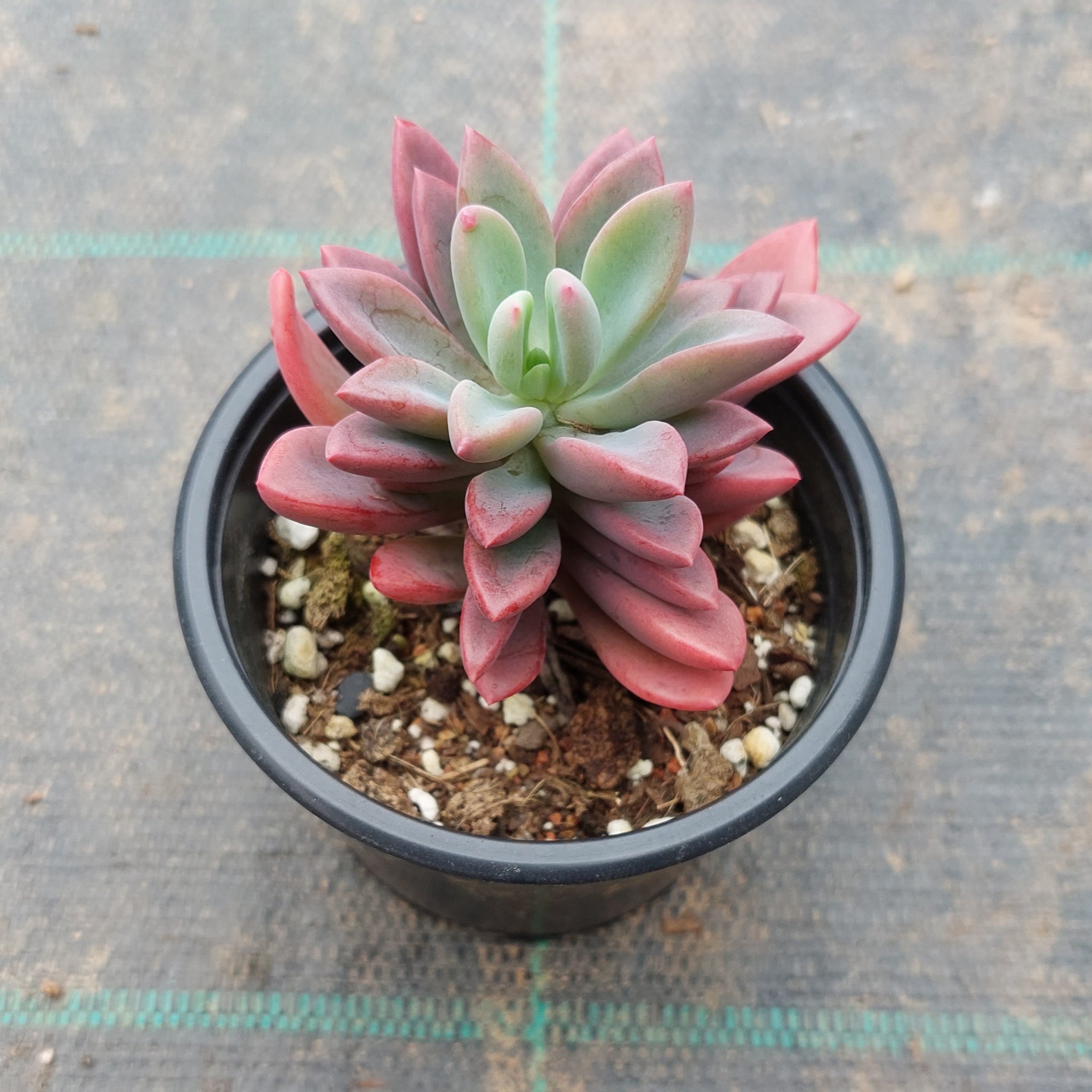 dr cornelius succulent Pachyveria Dr Cornelius – Mick's Succulents