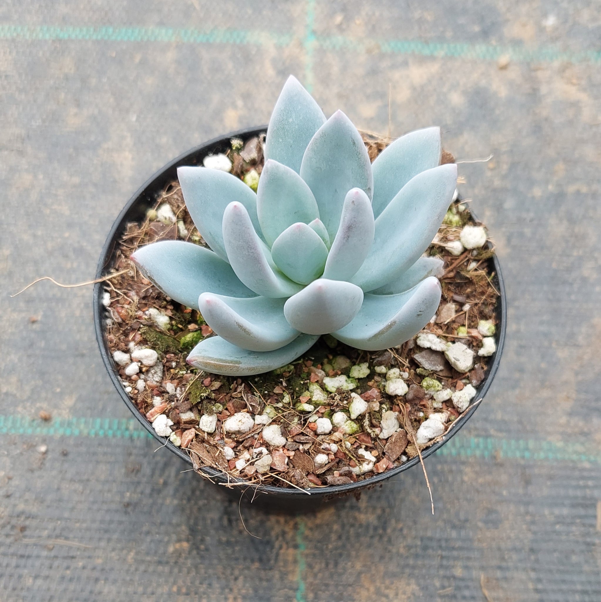 succulent powder puff Pachyveria Powder Puff – Mick's Succulents