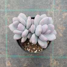 Load image into Gallery viewer, Pachyphytum glutinacaule