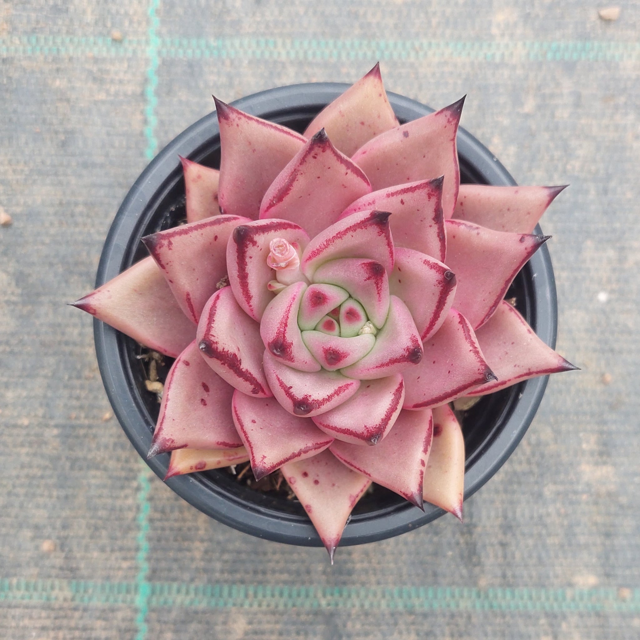 succulent romeo Echeveria agavoides Romeo – Mick's Succulents