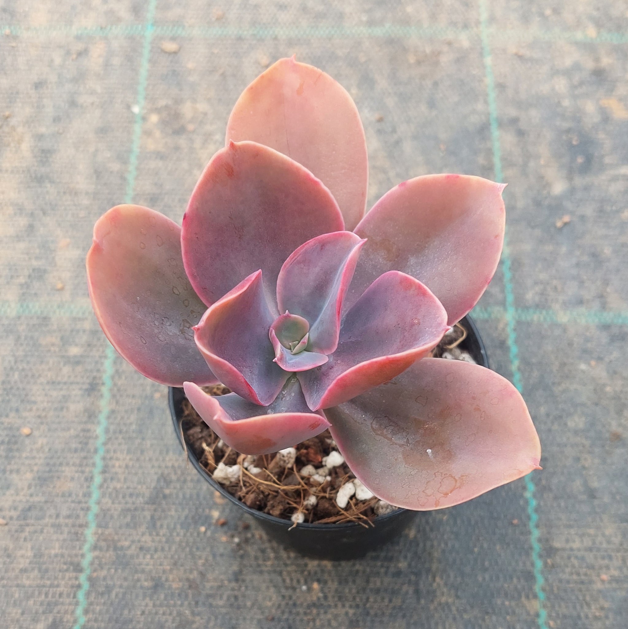 echeveria metallica succulent Echeveria Metallica – Mick's Succulents