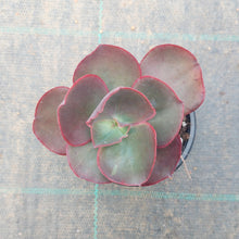 Load image into Gallery viewer, Echeveria Big Red