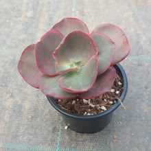 Load image into Gallery viewer, Echeveria Big Red