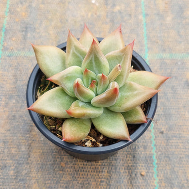 Echeveria Psyche