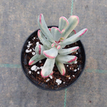Load image into Gallery viewer, Cotyledon orbiculata Variegated Long Form