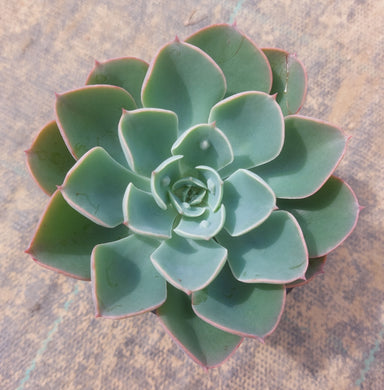 Echeveria Rain Drops