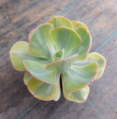 Echeveria Sunset Peony