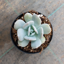 Load image into Gallery viewer, Echeveria Exotic