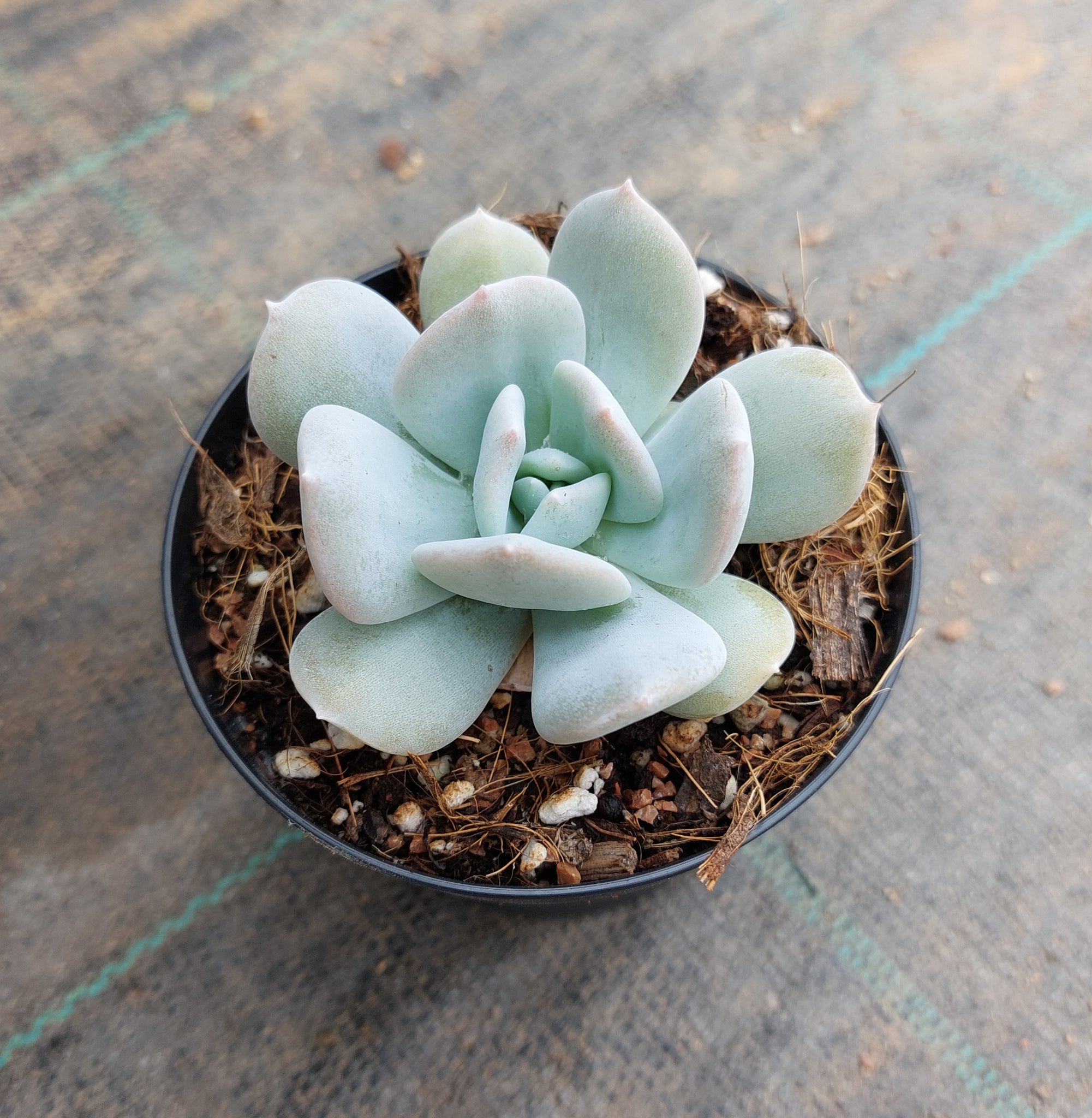 mick succulents Echeveria Exotic – Mick's Succulents