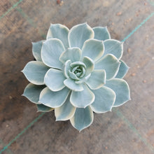 Load image into Gallery viewer, Echeveria subsessilis Variegated (White)