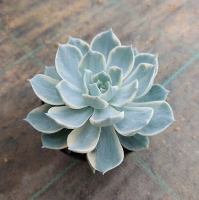 Echeveria subsessilis Variegated (White)