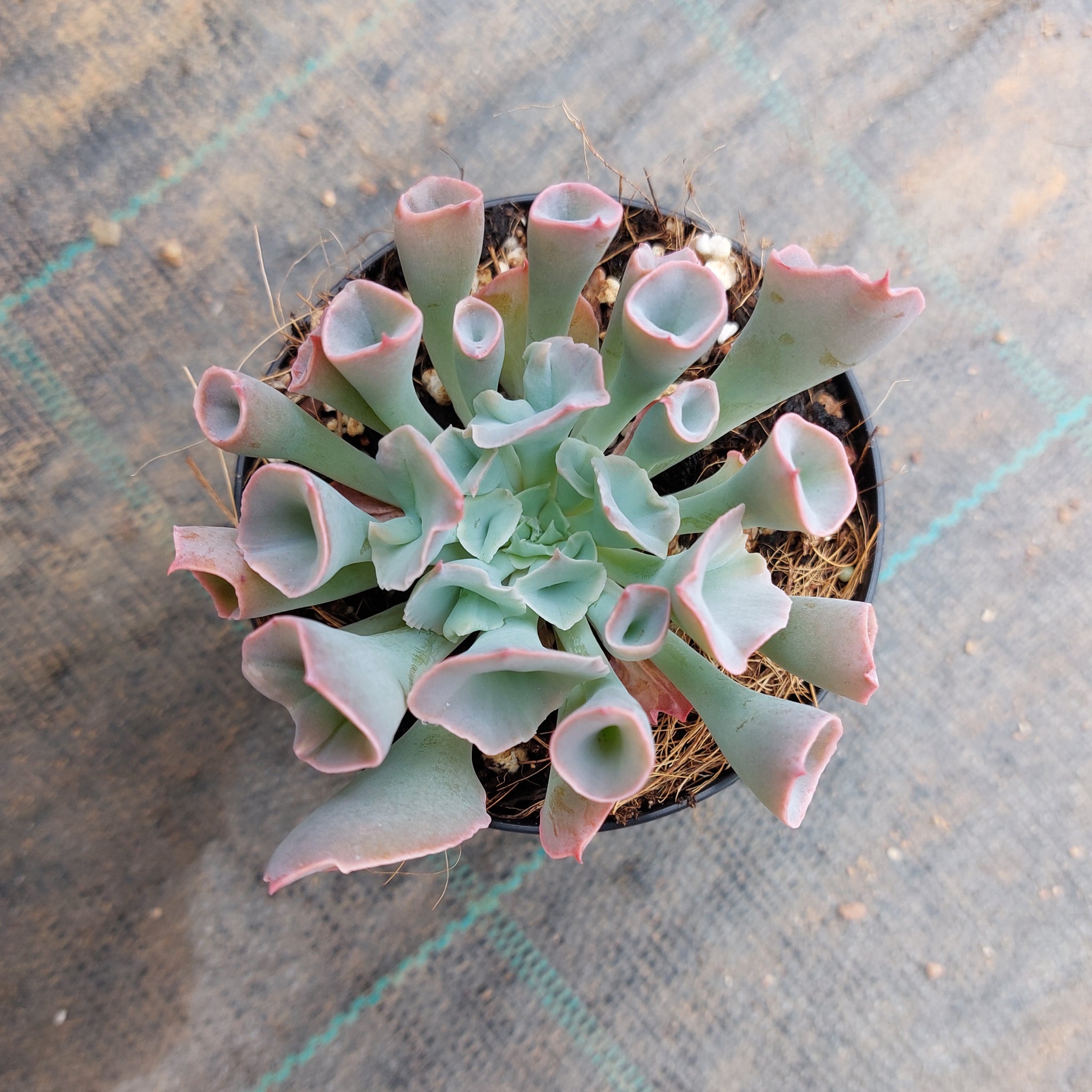 trumpet pinky succulent Echeveria Pinky Trumpet – Mick's Succulents