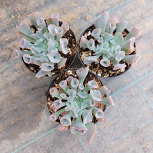 Load image into Gallery viewer, Echeveria Pinky Trumpet