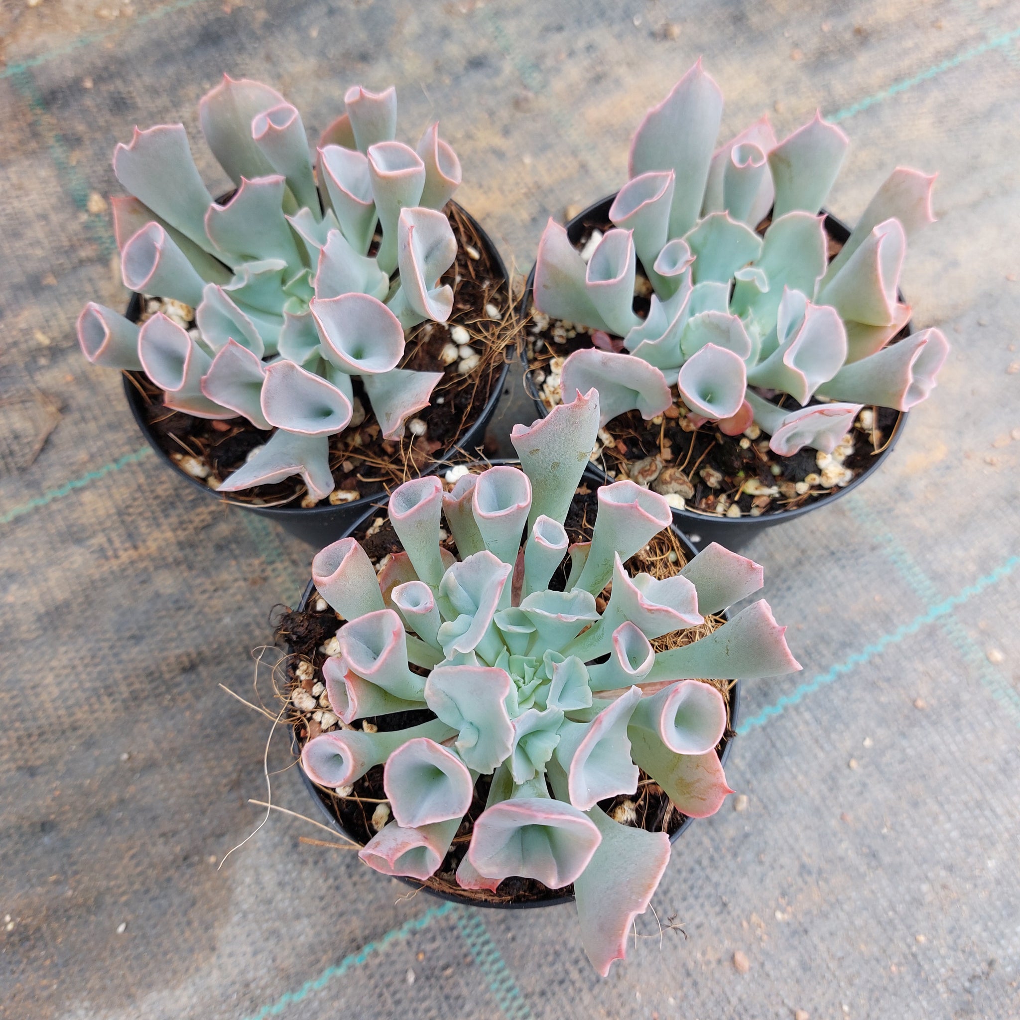 trumpet pinky succulent Echeveria Pinky Trumpet – Mick's Succulents