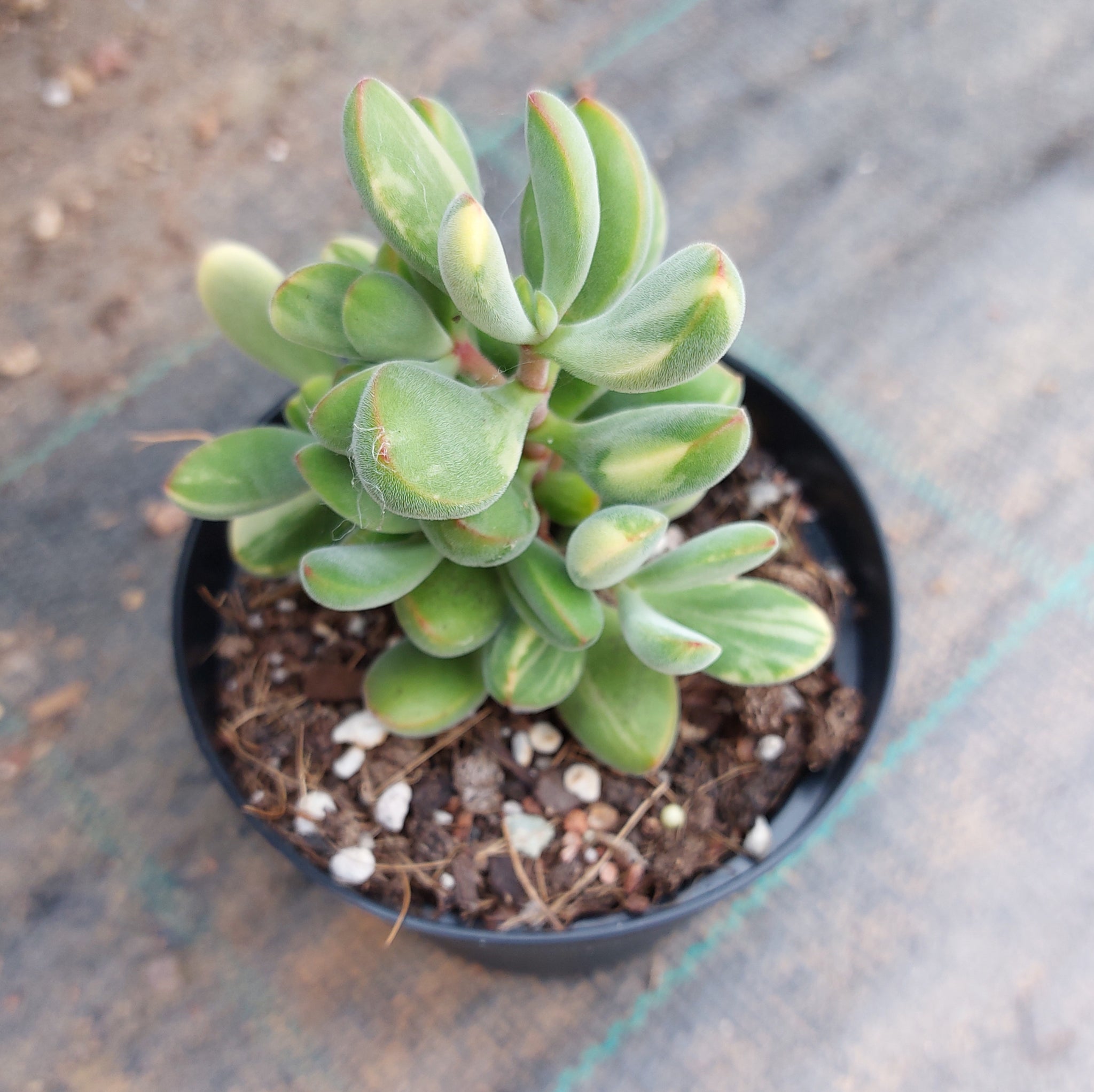 rogersii succulent Crassula rogersii Yellow Variegated – Mick's Succulents