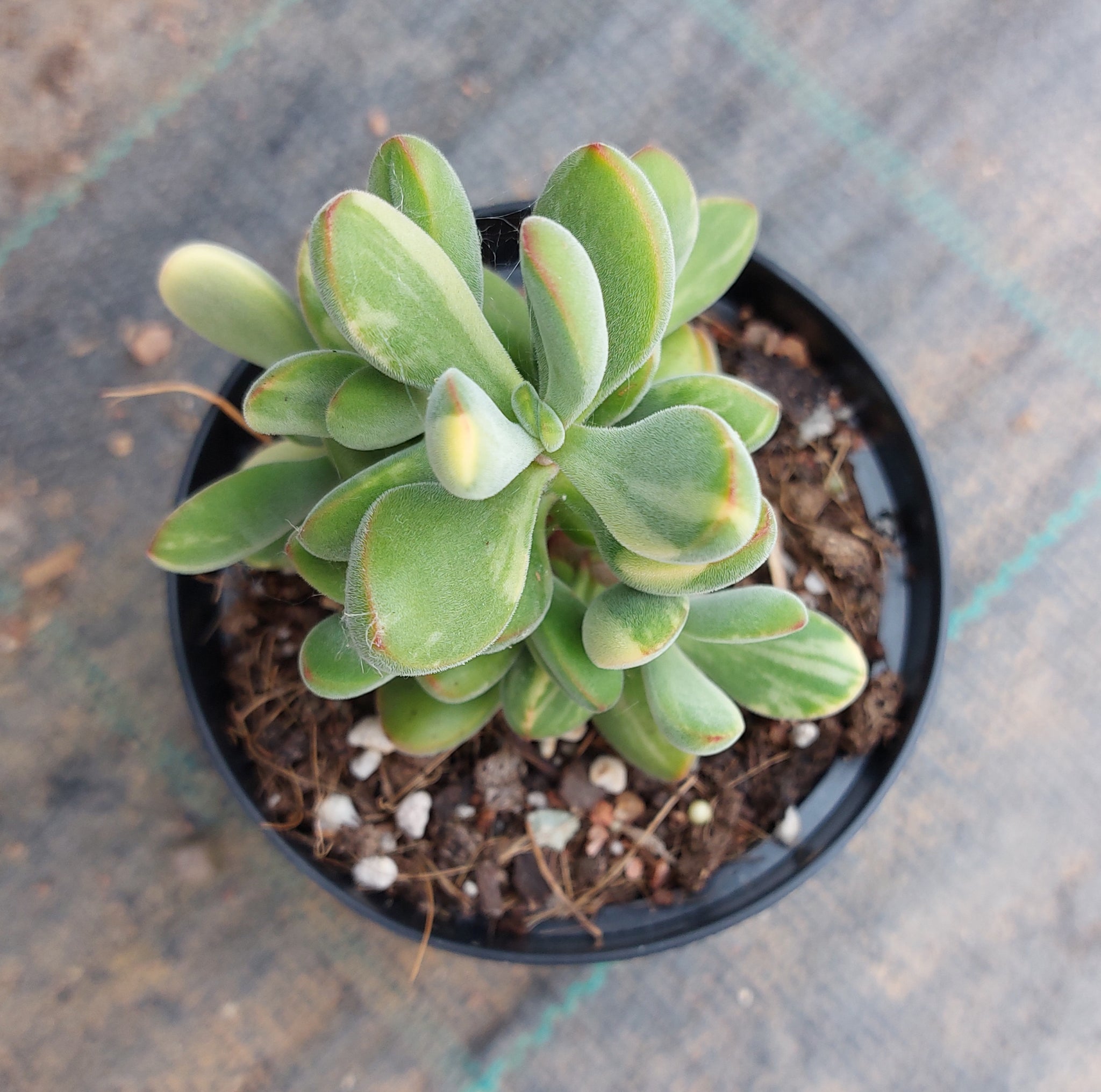 rogersii succulent Crassula rogersii Yellow Variegated – Mick's Succulents