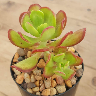 Sedum dendroidum