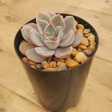Load image into Gallery viewer, Echeveria Orion