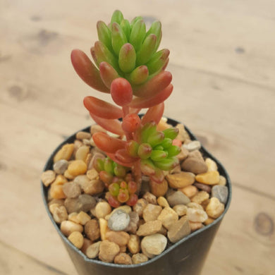 Sedum Green Jelly Bean