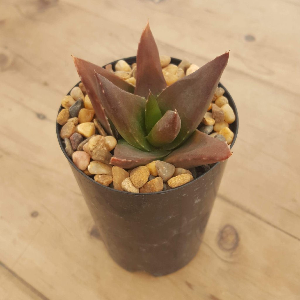 aloe black gem succulent Aloe Black Gem – Mick's Succulents