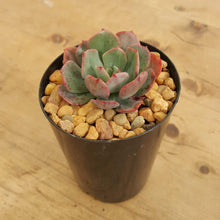 Load image into Gallery viewer, Echeveria Briar Rose