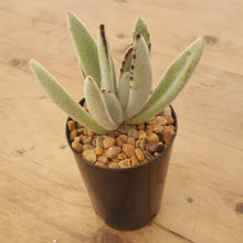 Load image into Gallery viewer, Kalanchoe tomentosa