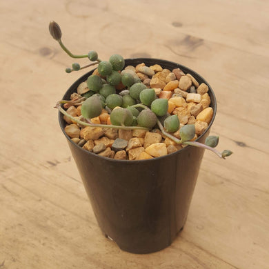 Senecio String Of Pearls - Giant Form