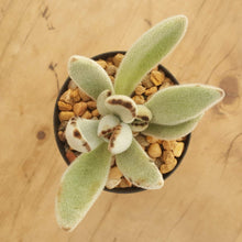 Load image into Gallery viewer, Kalanchoe tomentosa