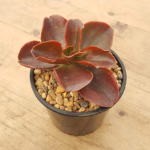 Load image into Gallery viewer, Echeveria Chocolate