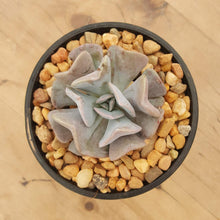 Load image into Gallery viewer, Echeveria Cubic Frost