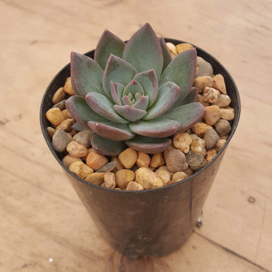 Echeveria peacockii x setosa var. secunda