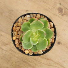 Load image into Gallery viewer, Echeveria agavoides Katerina