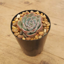 Load image into Gallery viewer, Echeveria Hercules