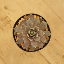 Load image into Gallery viewer, Sempervivum Rubrum Ray