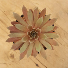 Load image into Gallery viewer, Sempervivum Royal Ruby