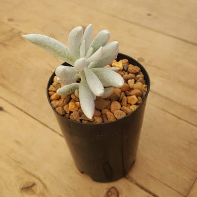 Senecio haworthii