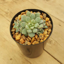 Load image into Gallery viewer, Echeveria Subcorymbosa Lau 030