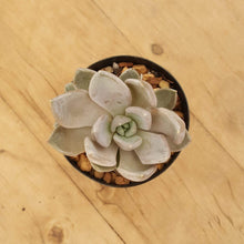 Load image into Gallery viewer, Echeveria Beverley