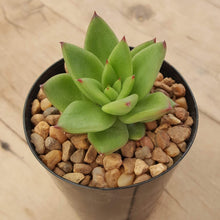 Load image into Gallery viewer, Echeveria agavoides Red Edge