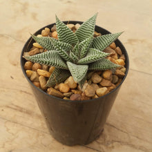 Load image into Gallery viewer, Haworthia Spider White