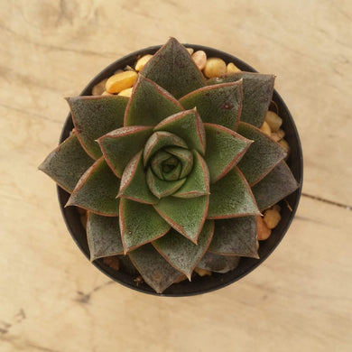 Echeveria purpusorum Dionysos