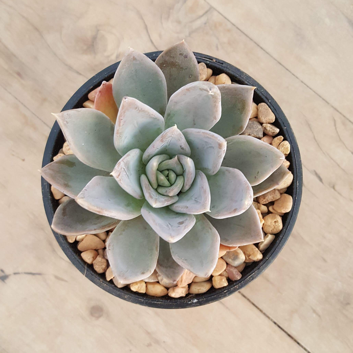 silver queen succulent Echeveria Silver Queen – Mick's Succulents